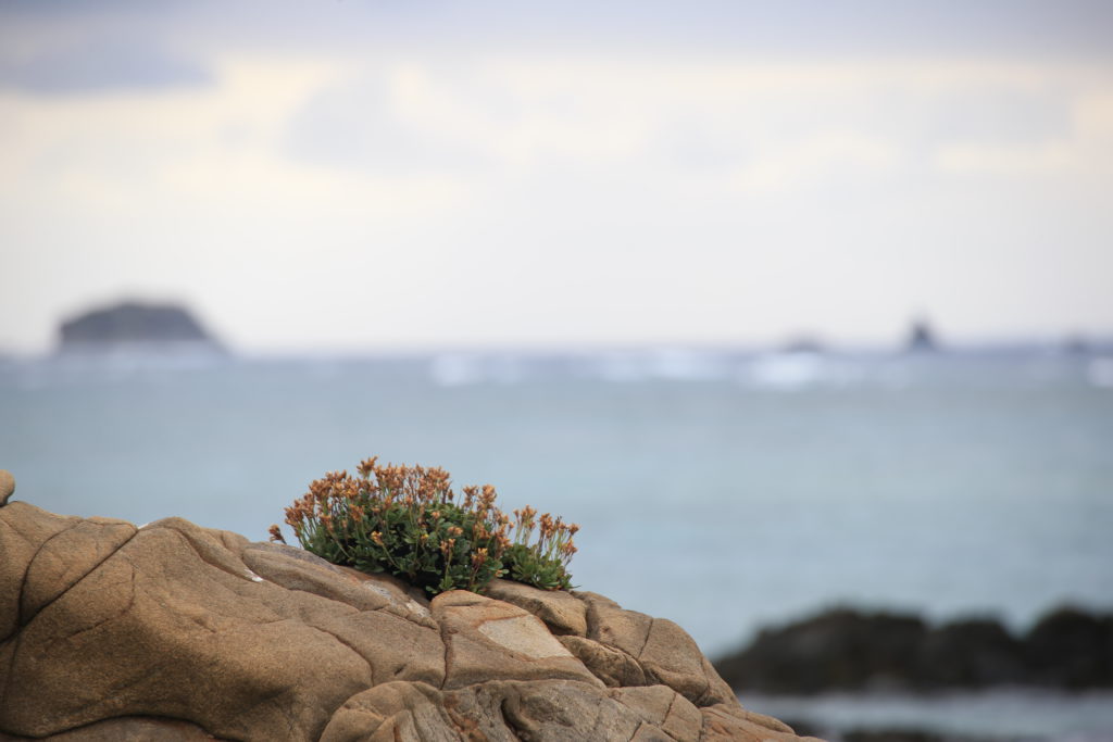 伊是名酒造　奇妙な岩礁